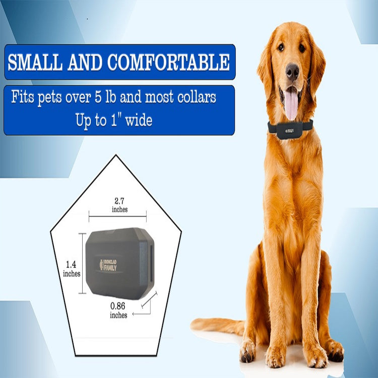 Dog standing beside a comfortable, lightweight collar